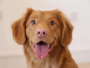 Собаки: наші найкращі друзі у хворобі та здоров'ї