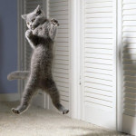 Кішка в стрибку