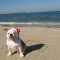 Собака на пляжі