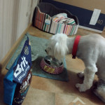 Собака і Brit