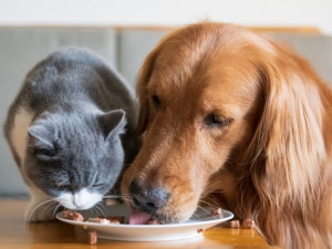 Коли слід звернутися до ветеринара