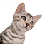 Для котів