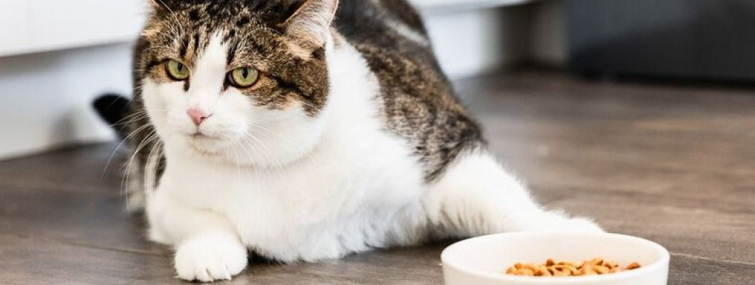 Кіт не їсть сухий корм: поширені причини
